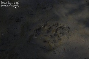 impronta dell'orso foto Dario Rapino