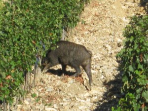 Poggiofiorito (Chieti) - Un cinghiale attacca le coltivazioni di pinot nero