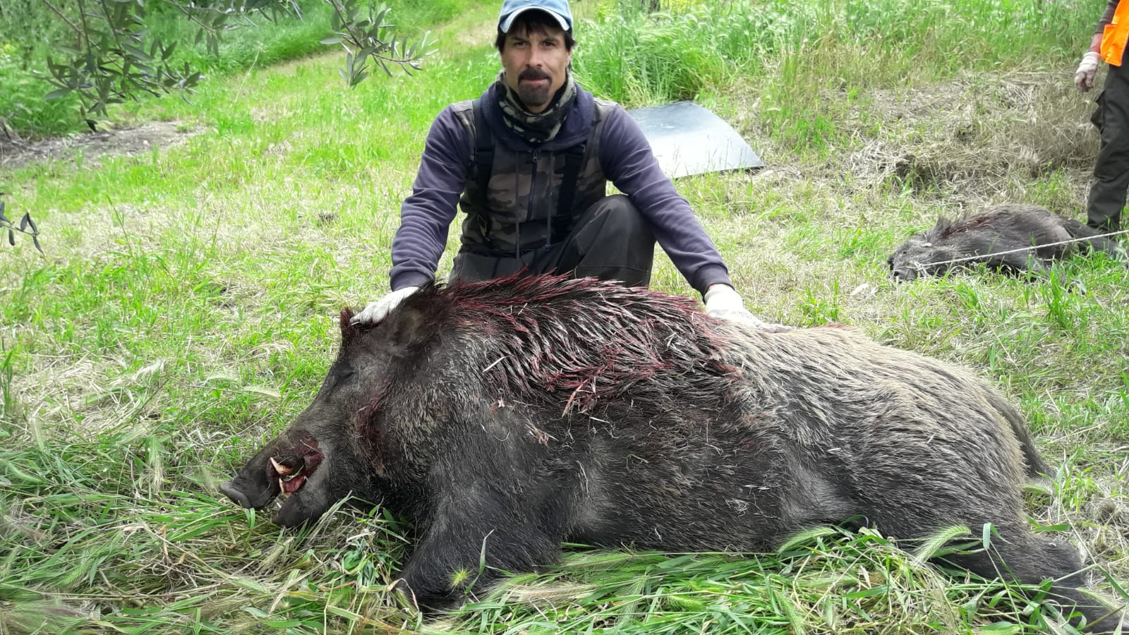 Subito It Campobasso Cerco Cane Da Cinghiale